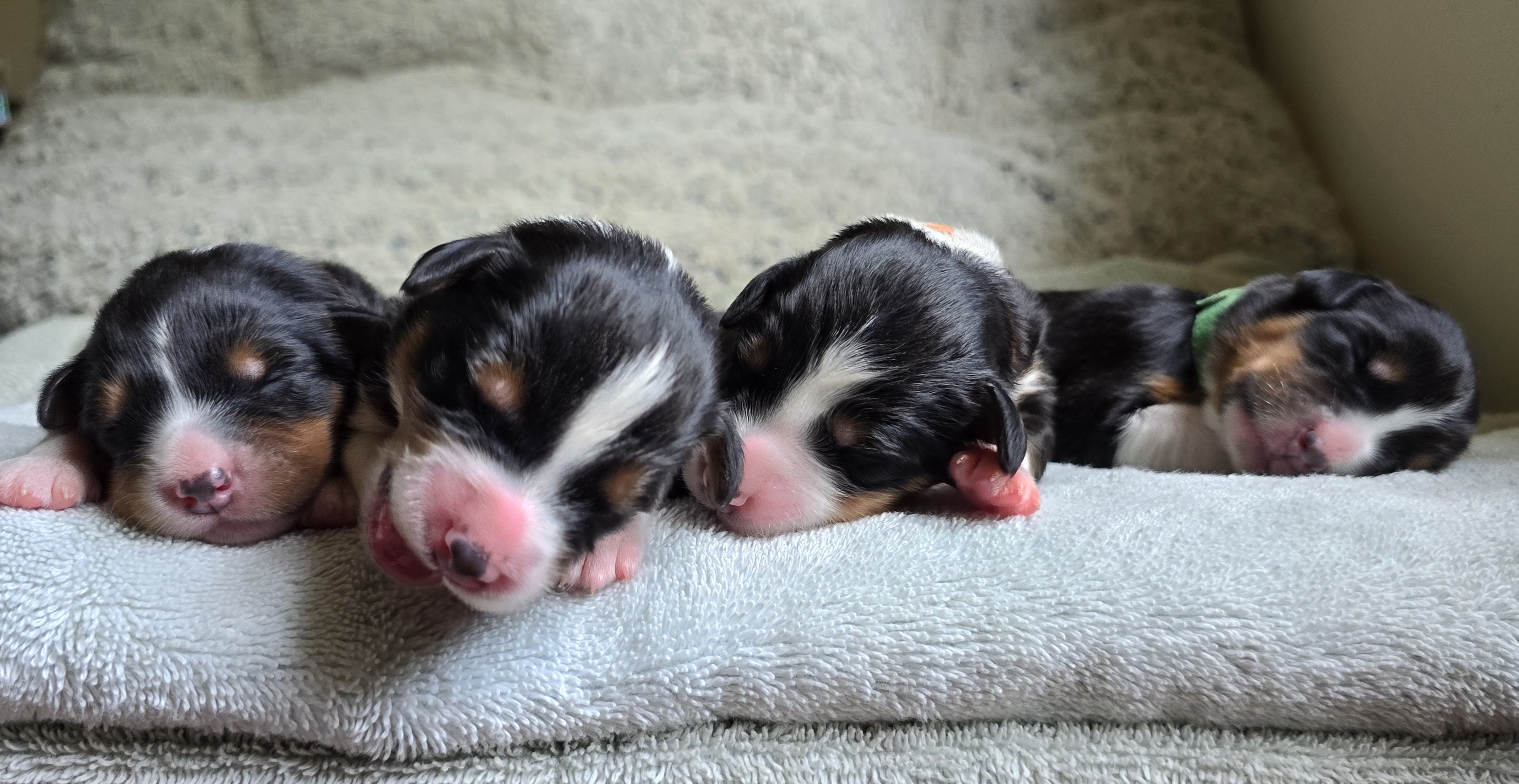 Females at five days